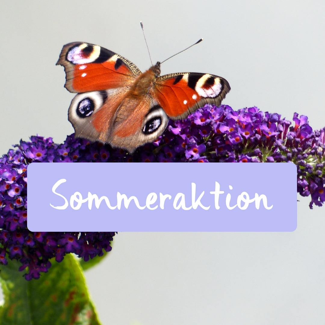 Sommeraktion 2026
